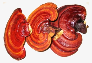 Black & Red Reishi With Shiitake Mushroom - Mushroom For Immune System