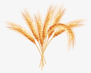 Free Png Wheat Png Images Transparent - Wheat With Clear Background