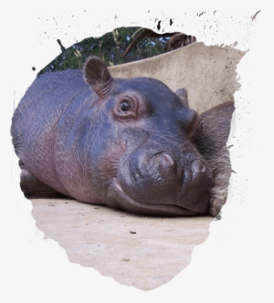 Baby Hippo - Infant