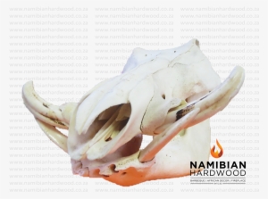 Warthog Skull - Side View - Skull