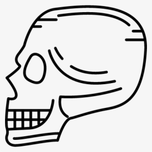 Skull Side View Vector - Human Body