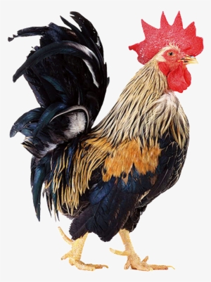 Beautiful Physical Chick Static Png - Cock Angry Png Hd