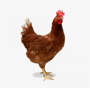 Chicken Png