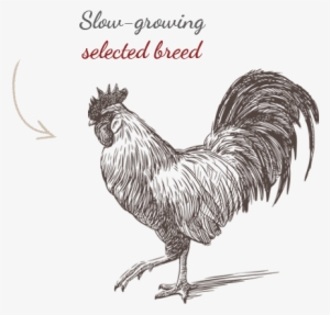 Raza Seleccionada - Sketch Of A Rooster