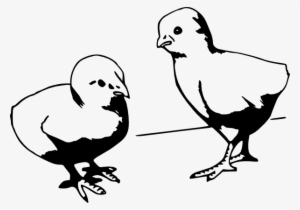 Baby Chick Cartoon Black And White