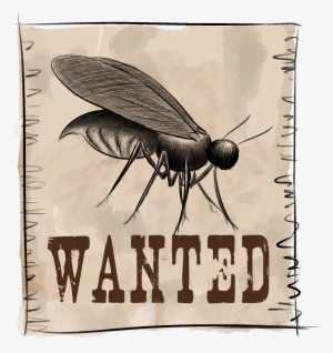 Combatir La Mosca De La Humedad - Free Blank Wanted Poster
