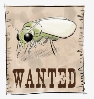 Cartel Mosca Blanca - Wanted Poster