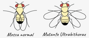 Mutacion De La Mosca De La Fruta