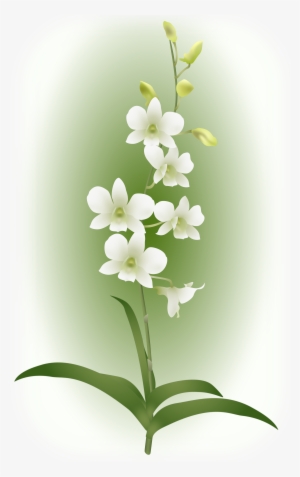 It Was Named In Memory Of Diana, Princess Of Wales - Orchids