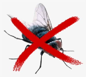 Metodos Para El Control De Plagas De Moscas - Musca Domestica