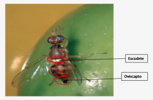 El Huevo Es De Color Blanquecino, Ovoide Y Alargado - Mosca Del Olivo