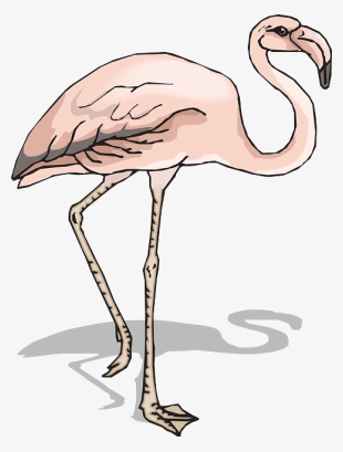 Flamingo Sketsa