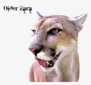 Panther Portrait Transparent Sabrina Wheeler Transparent - Pink Cat