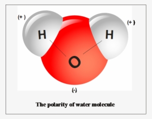 The Polar Nature Of The Water Molecule Tends To Attract - Water Molecule