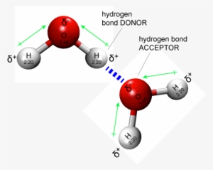 Two Water Molecules Are Depicted Forming A Hydrogen - Graphic Design