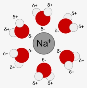 Sodium Only Attracts The Negatively Charged End Of - Sodium Ion Surrounded By Water Molecules