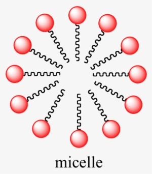 Image134 - Amphipathic Molecule