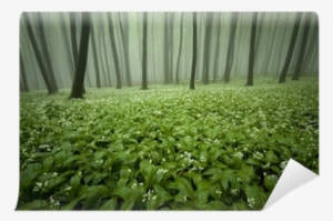 Blooming Forest With Fog And Flowers On The Ground - Nonverbal Communication For A Lifetime