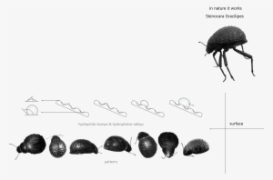 A Great Example Of Natural Fog Harvesting Is The Namibian - Blog