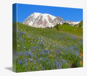 Wildflowers In Full Bloom On Mount Rainier By Photography - Mount Rainier National Park, Nisqually Glacier