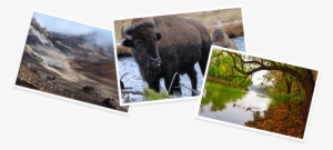 Understanding Alien Life Through Mount Rainier - Bull