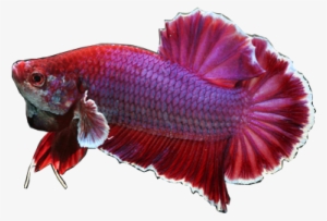 Betta Plakat - Fish