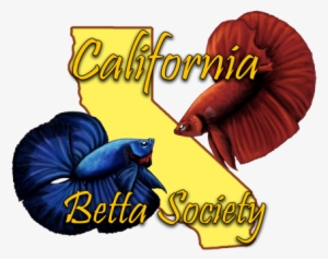 Cbs Information - Scoop Neck