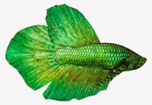 Betta M 2 - Illustration