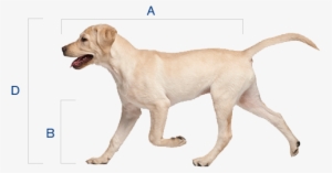 Calculate - Labrador 4 Months