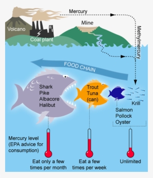 Mercury Is An Element That Bioaccumulates, Or Builds - Food Chain Bioaccumulation