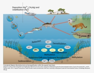 How Mercury Moves Through The Environment And Magnifies - Biomagnification Of Mercury In Aquatic Food Chain
