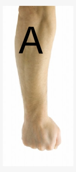 Http - //i - Imgur - Com/pvlug44 - Forearm Outside