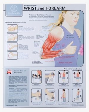 Wrist And Forearm - Wrist Chart