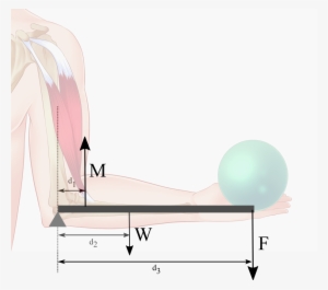 1) Using The Numerical Values Stated In The Problem - Muscle