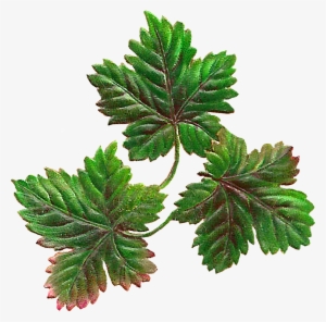 Acorn Clip Art Cut Files - Music Download