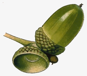 All Photo Png Clipart - Oak Acorn Clipart