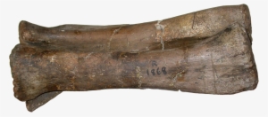 Left Forearm Of - Pelorosaurus Becklesii