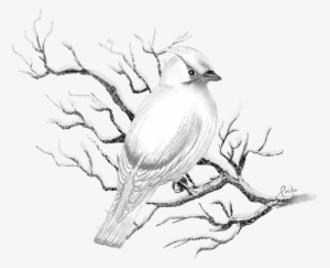 Christmas Tree Winter Drawing , Png File - Christmas Day