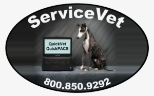 Servicevet Technologies - Dog