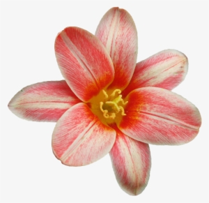 Flower Png Pack By Midi96-d5awnkw - Zazzle Schwarze Kreise U. Blumen Iphone 8/7 Hülle