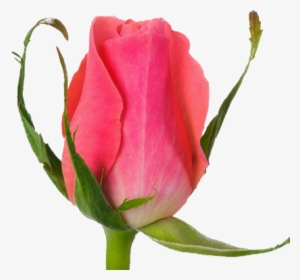 Pink Rhodos - Garden Roses