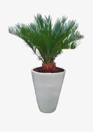 7sago-palm - Types Of Palm Trees