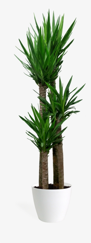Yucca Cane Staggered Large - Yucca