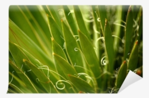 Harriman's Yucca Plant Wall Mural • Pixers® • We Live - Art