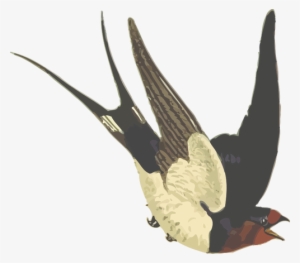 Barn Swallow With Red Head Vector Illustration - Dawda Jobarteh Transitional Times