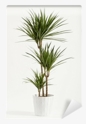 Yucca Plant Potted In A Container Wall Mural • Pixers® - Plant Yuka