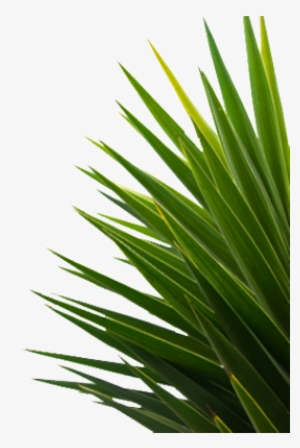 Editing, Nature, And Plant Image - Leaf