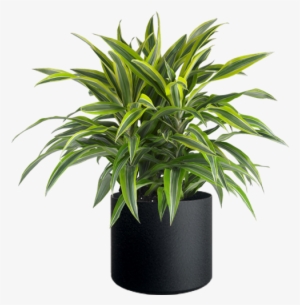 Lemon Lime Plant - Dracaena Deremensis Lemon Lime