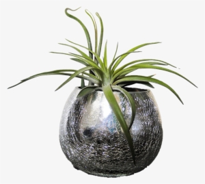 Tillandsia