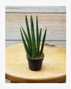 Mini Succulent 3" Potted Plant - Succulent Plant